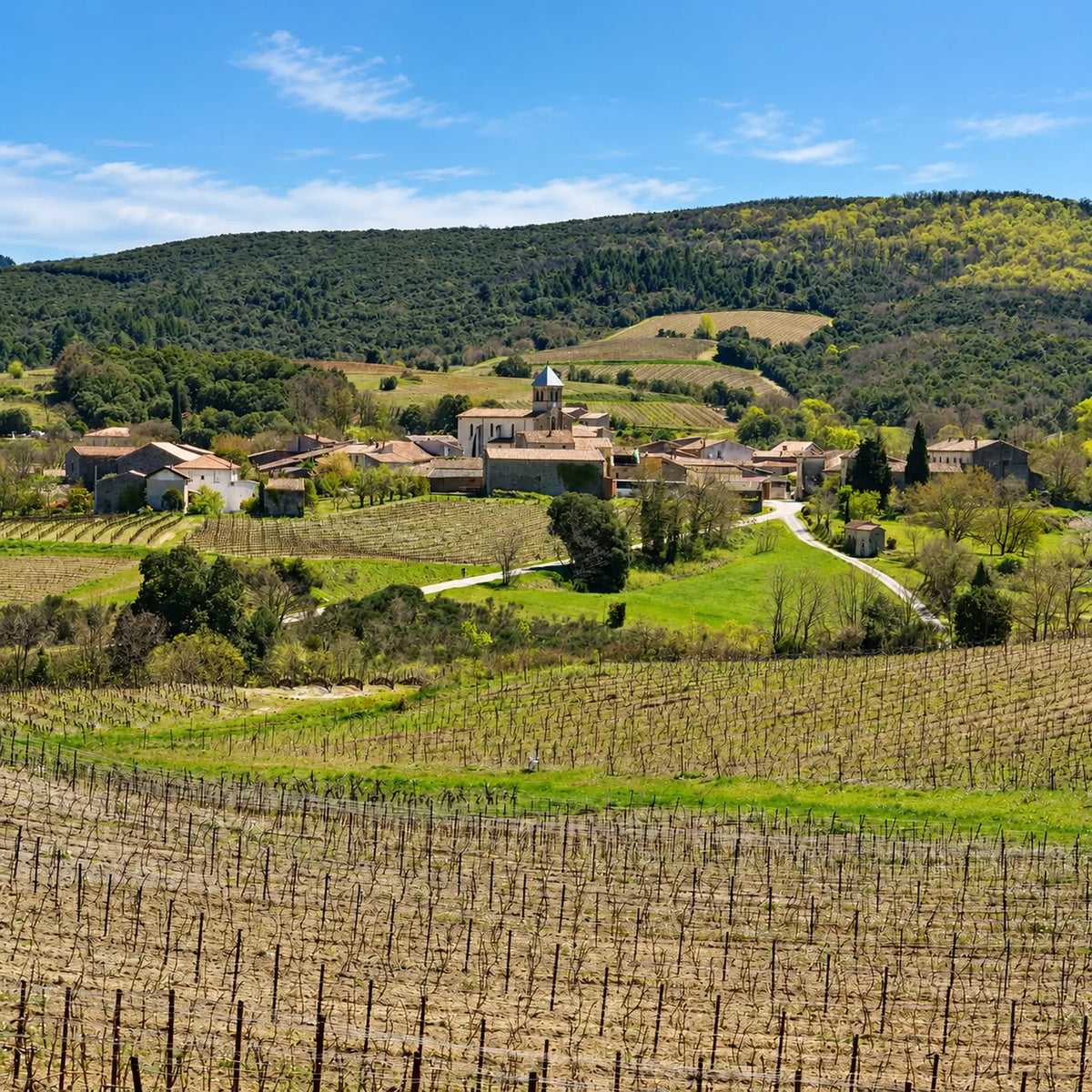 Chateau Canet Wine Yards